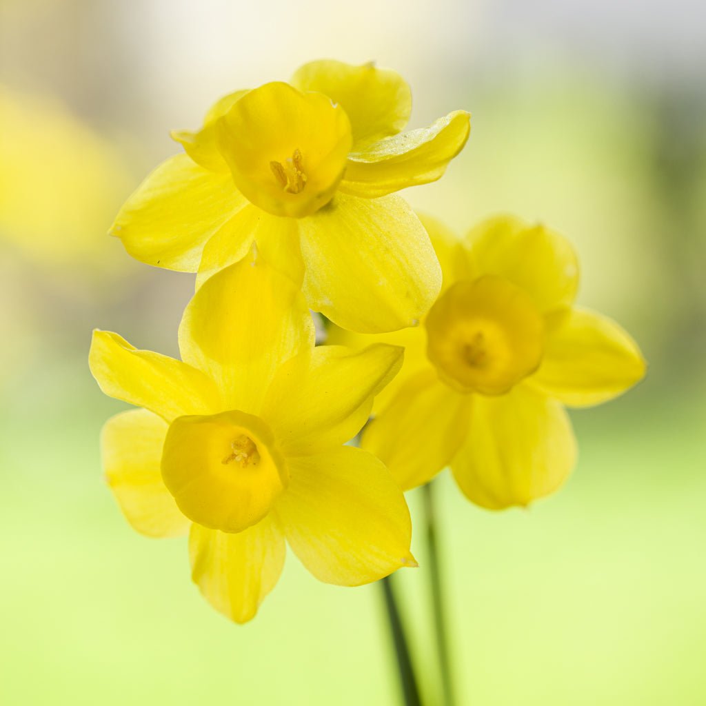 Pequenita - gele Jonquilla narcis - Fluwel