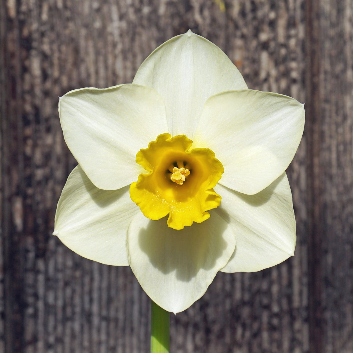 Perfect Ten - Special Narcissus - Fluwel