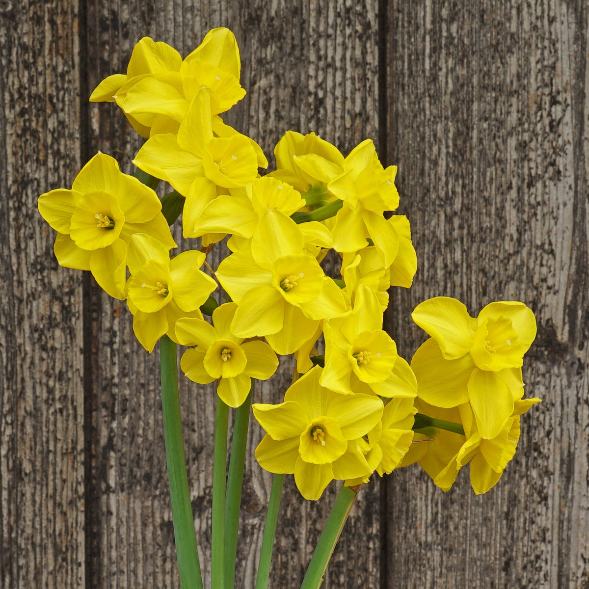 Perpetua - gele Jonquilla narcis - Fluwel