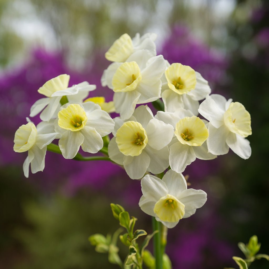 Peseta - Special Narcissus - Fluwel