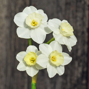 Peseta - Special Narcissus - Fluwel