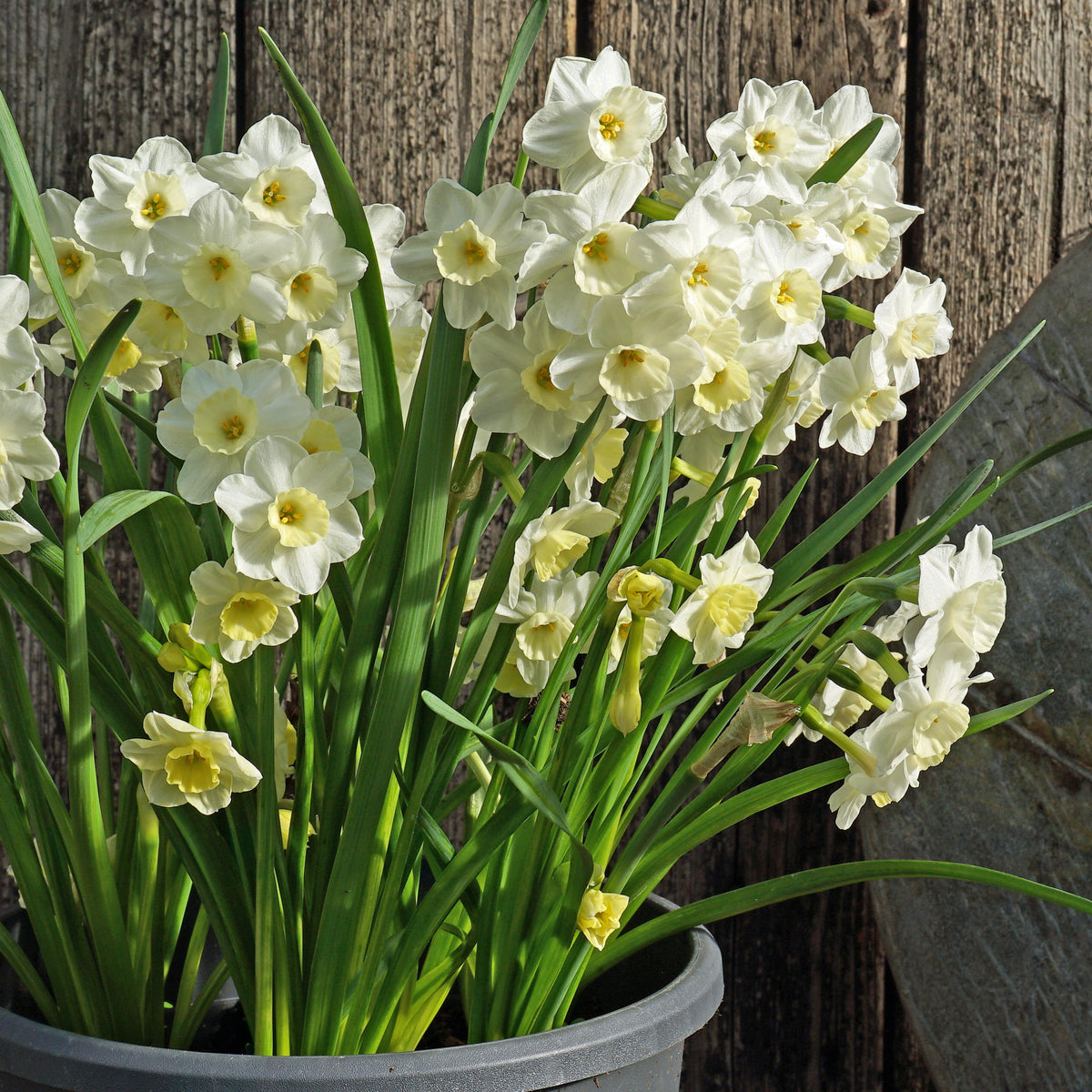 Peseta - wit-gele Tazetta narcis - Fluwel