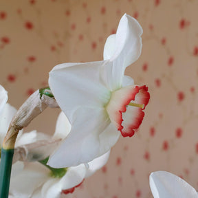 Petra - Special Narcissus - Fluwel