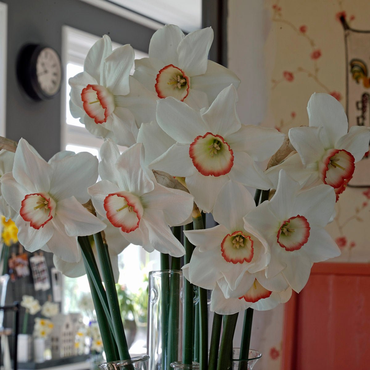 Petra - Special Narcissus - Fluwel