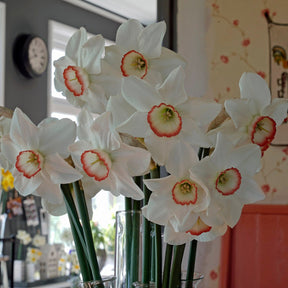 Petra - Special Narcissus - Fluwel