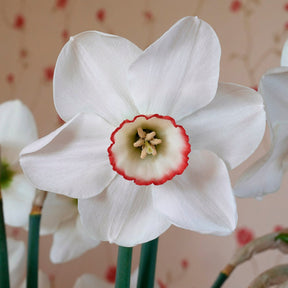 Petra - Special Narcissus - Fluwel