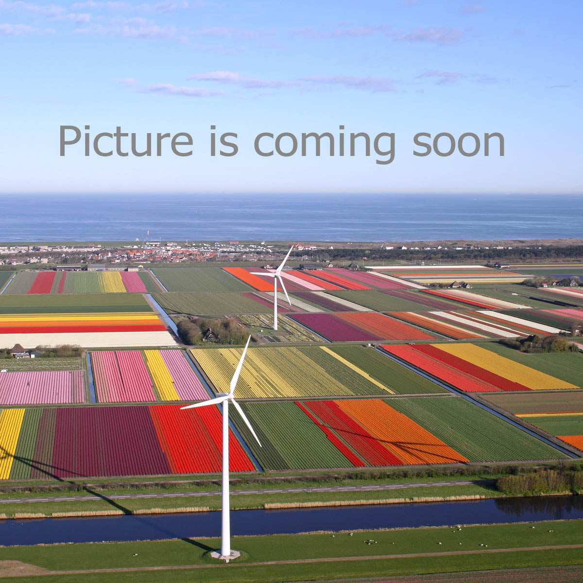 Picture is coming soon