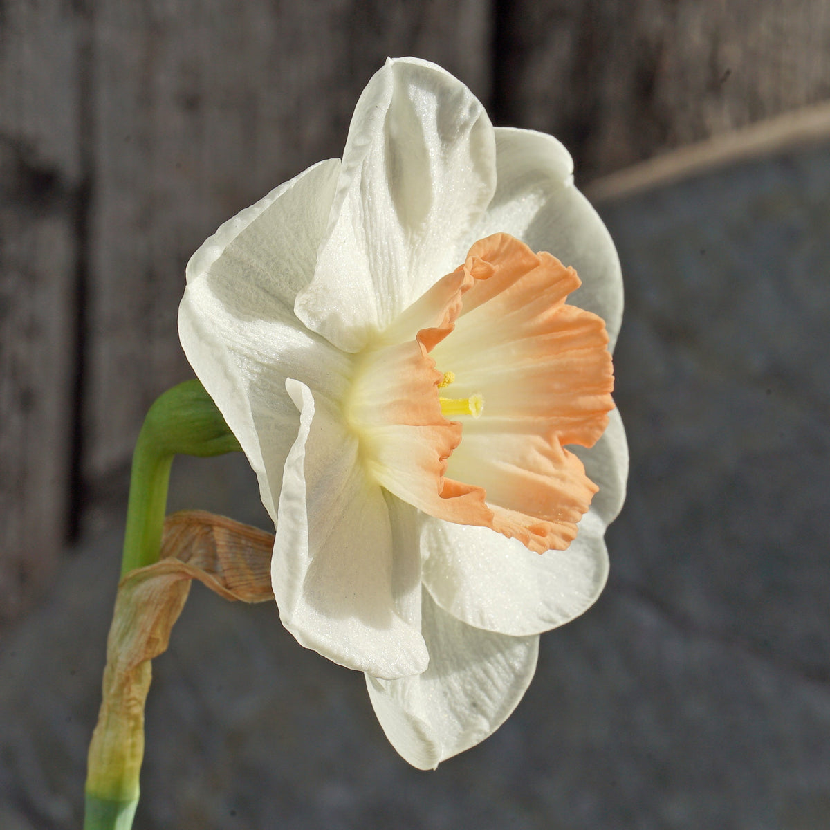 Pink Marvel - Special Narcissus - Fluwel