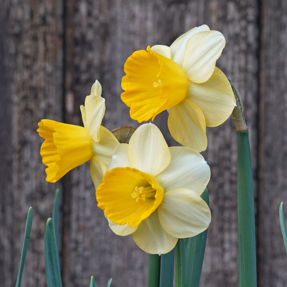 Pipo - Special Narcissus - Fluwel