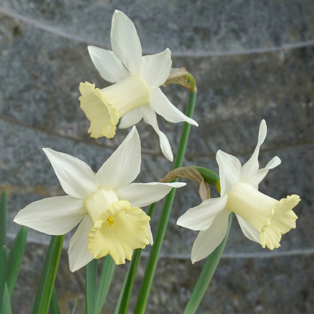 Pledge - Special Narcissus - Fluwel