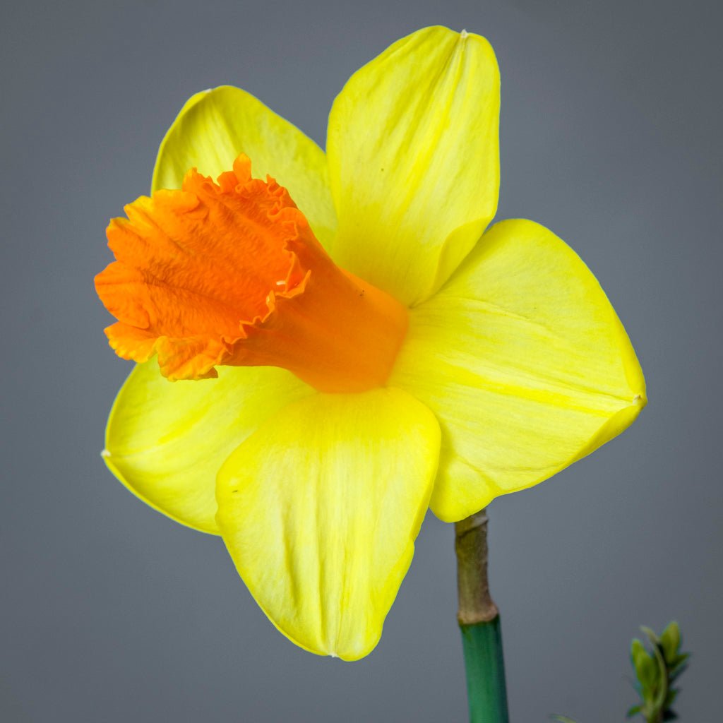 Plymouth Hoe - Special Narcissus - Fluwel