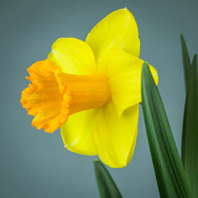 Plymouth Hoe - Special Narcissus - Fluwel