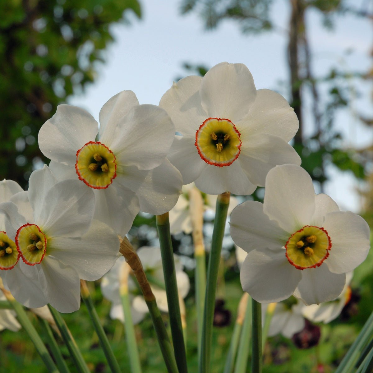poeticus hellenicus - Special Narcissus - Fluwel