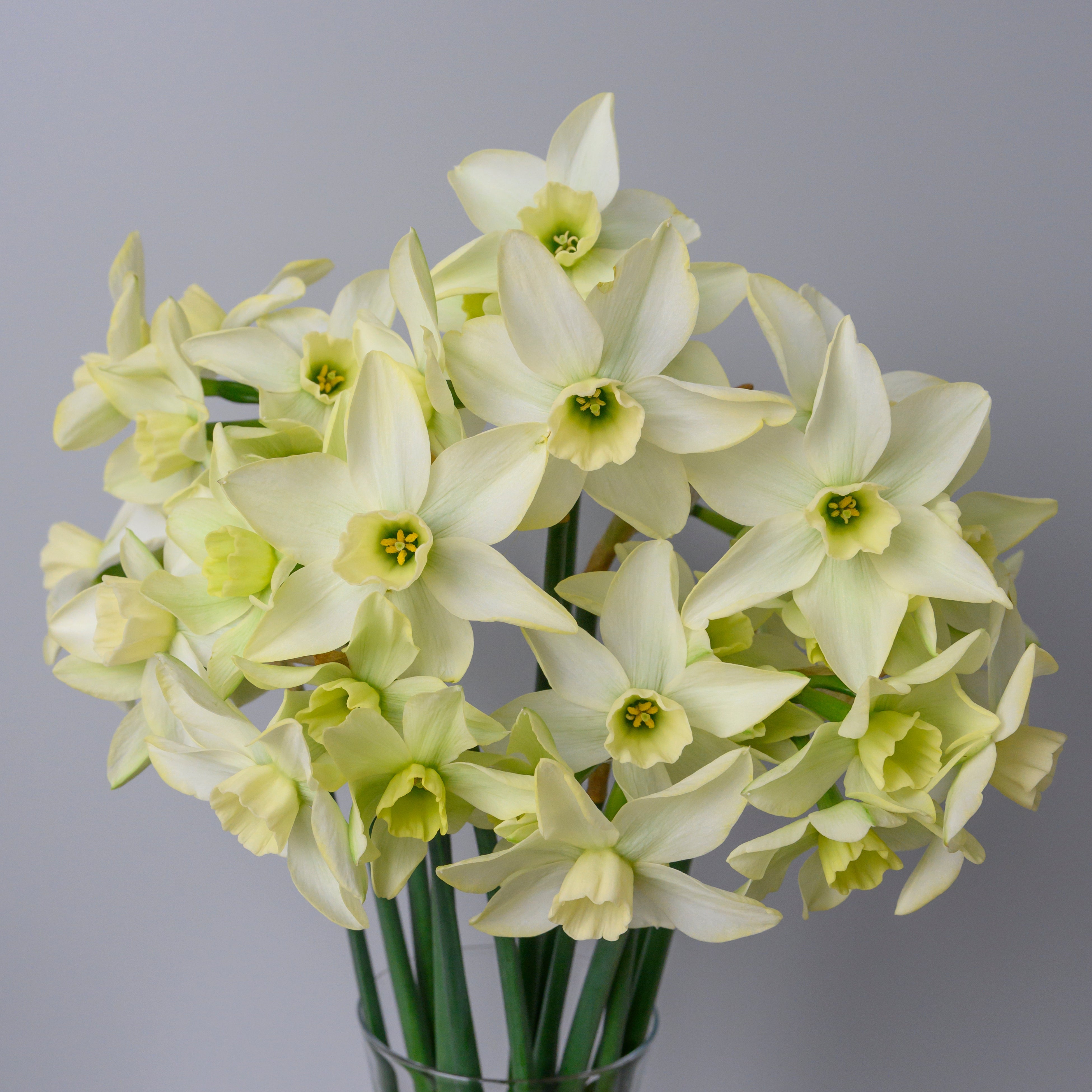 Polar Hunter - Narcissus - Fluwel