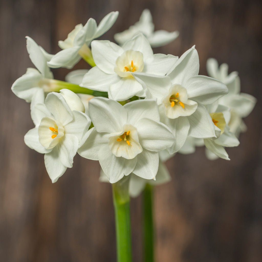 Polly's Pearl - witte Tazetta narcis - Fluwel