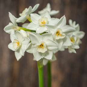 Polly's Pearl - Narcissus - Fluwel