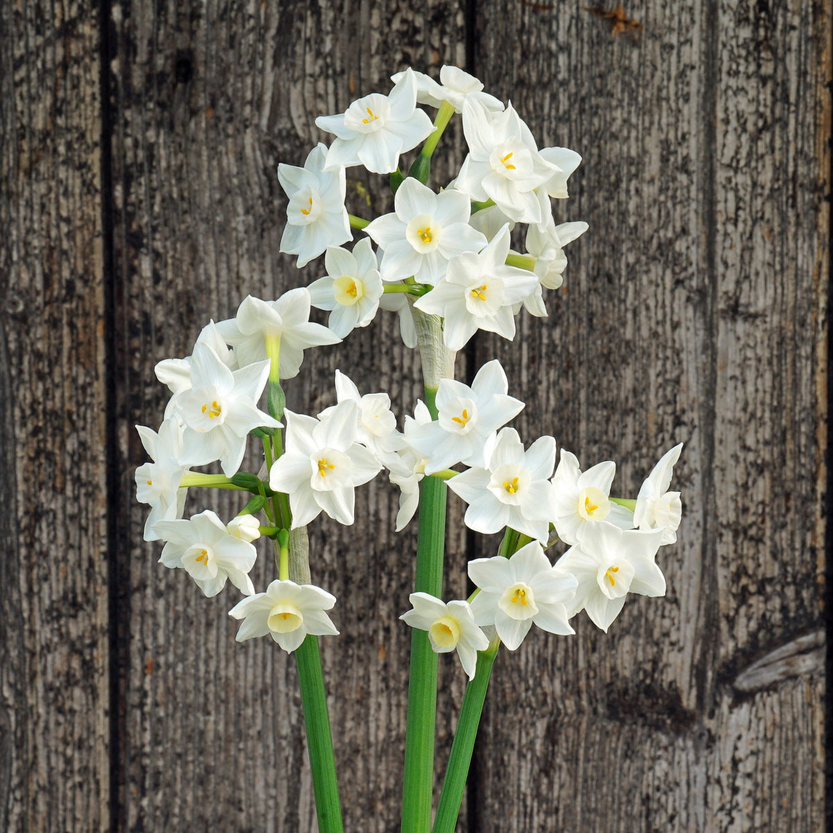 Polly's Pearl - Narcissus - Fluwel