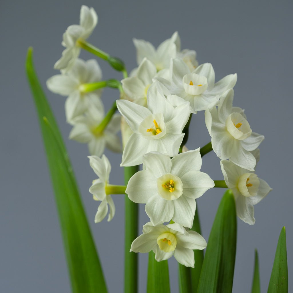 Polly's Pearl - witte Tazetta narcis - Fluwel