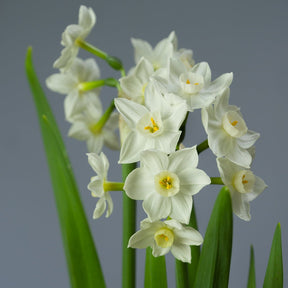 Polly's Pearl - Narcissus - Fluwel