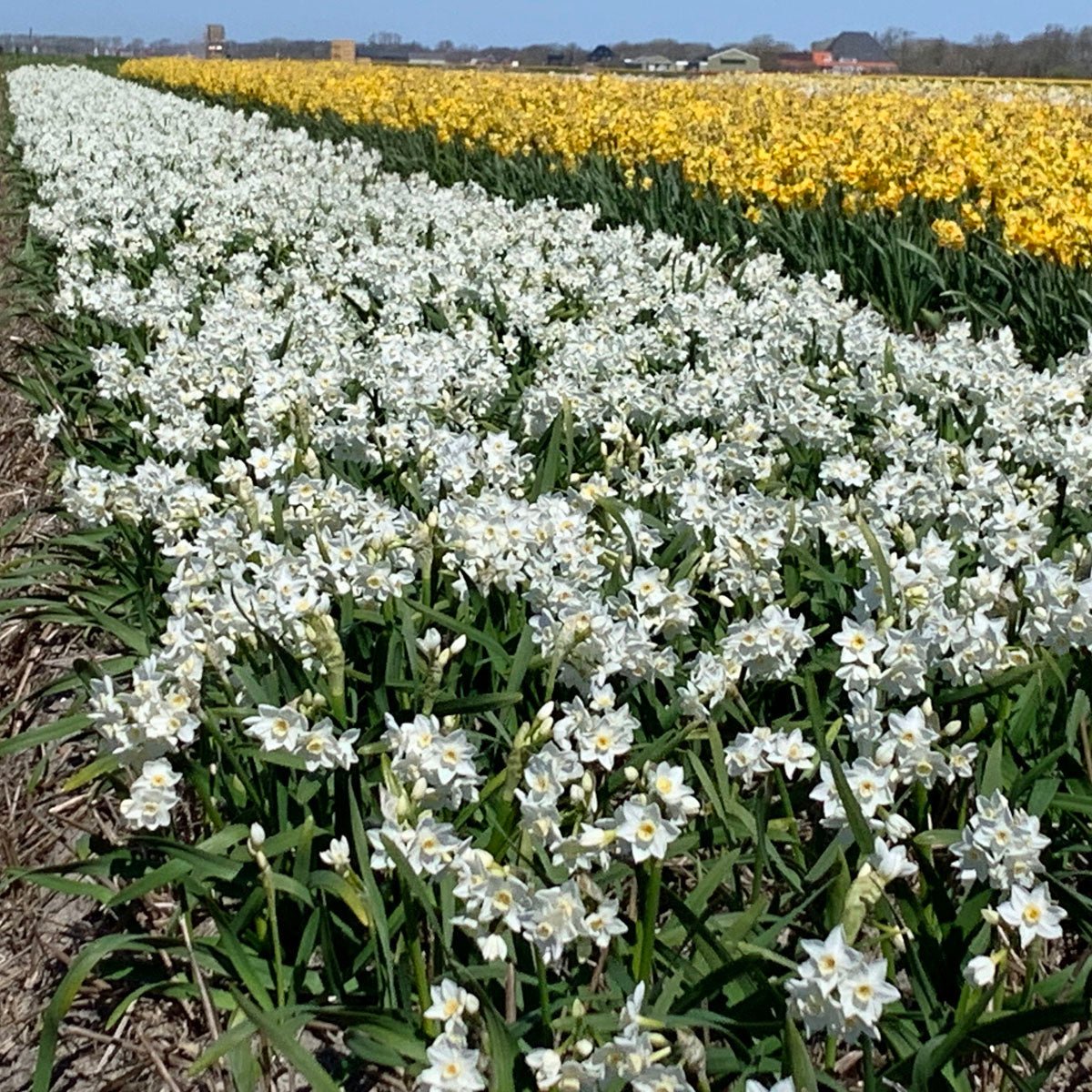 Polly's Pearl - witte Tazetta narcis - Fluwel