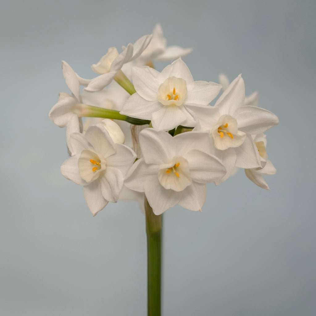Polly's Pearl - witte Tazetta narcis - Fluwel