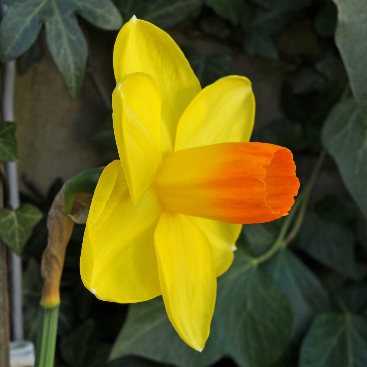 Pompiere - geel-oranje Large-cupped narcis - Fluwel