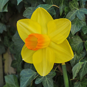 Pompiere - Special Narcissus - Fluwel