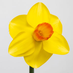 Pompiere - Special Narcissus - Fluwel