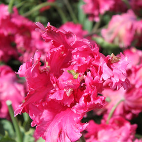 Power Parrot - Tulips - Fluwel