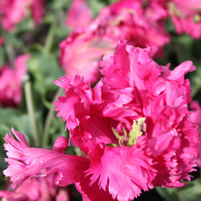 Power Parrot - Tulips - Fluwel