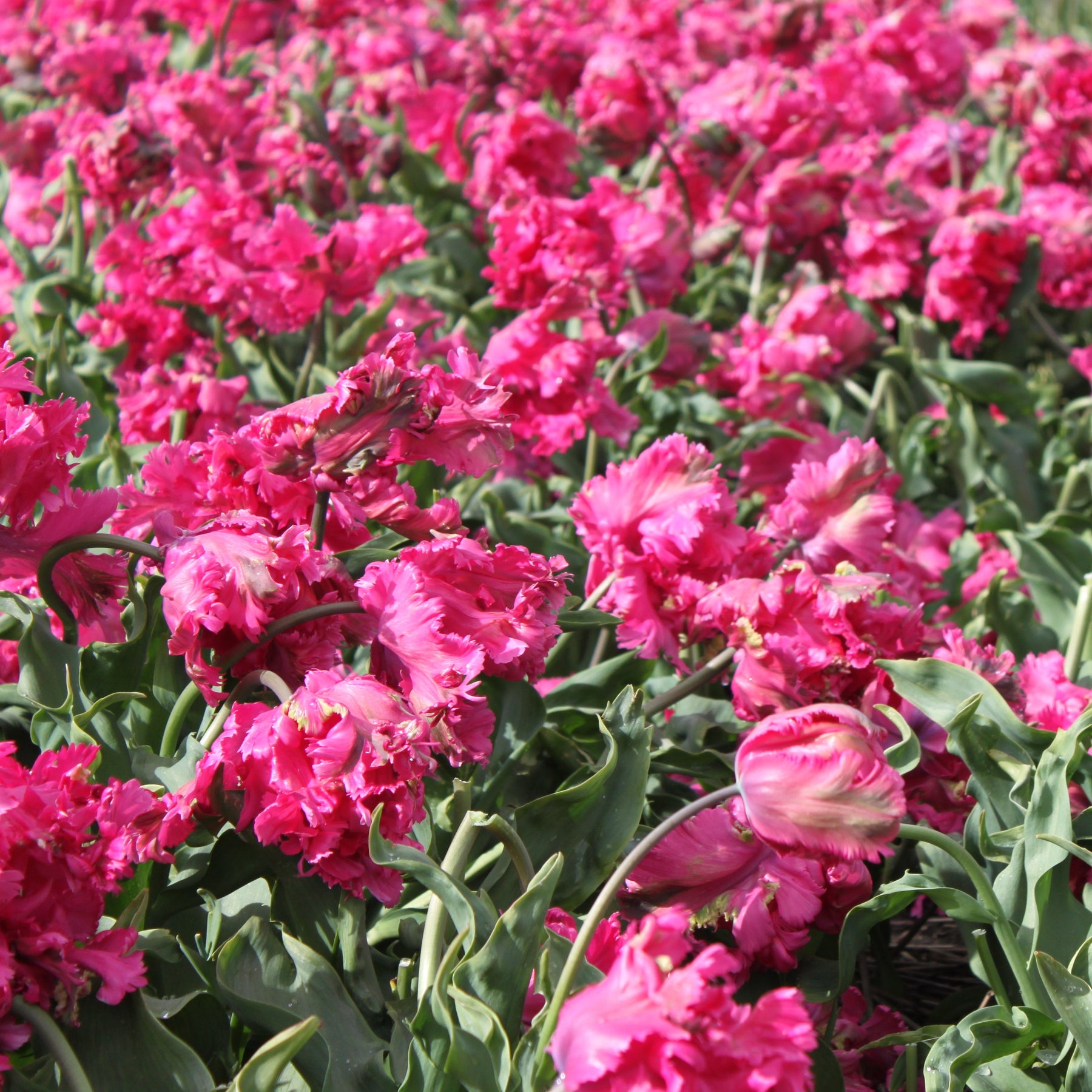 Power Parrot - Tulips - Fluwel