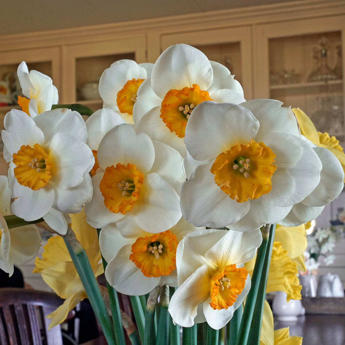 Pracht - wit-oranje-rode Small-cupped narcis - Fluwel