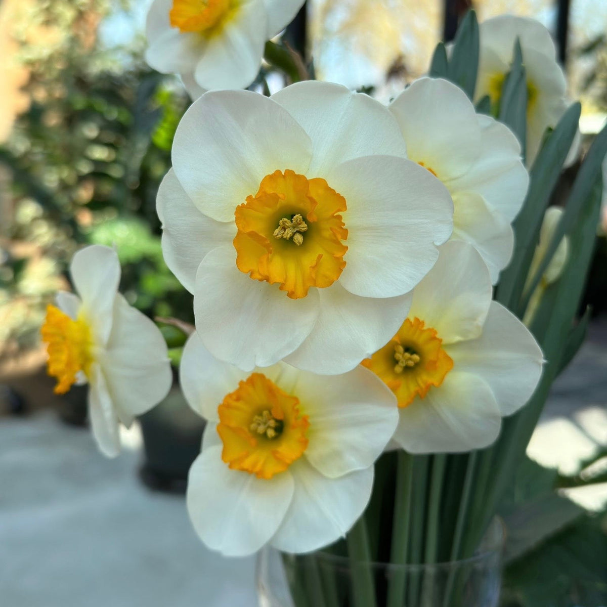Pracht - wit-oranje-rode Small-cupped narcis - Fluwel