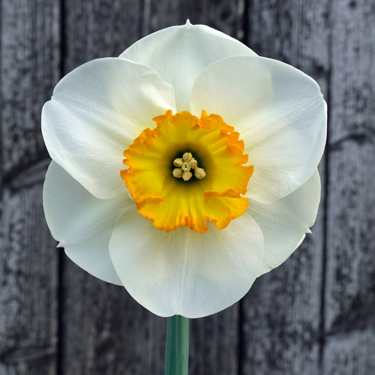 Pracht - wit-oranje-rode Small-cupped narcis - Fluwel