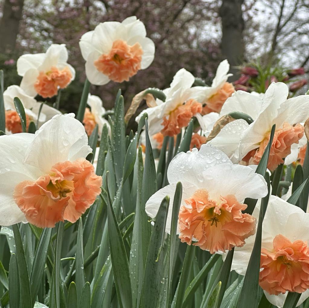 Precocious - Large-cupped narcis - Fluwel