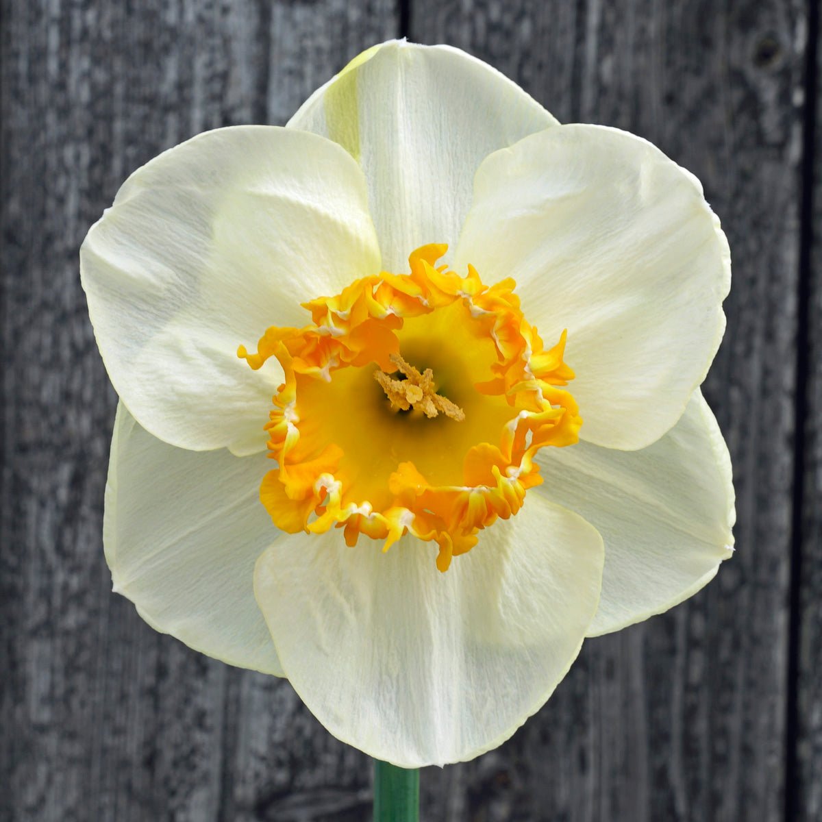 Pretty Prickles - Narcissus - Fluwel