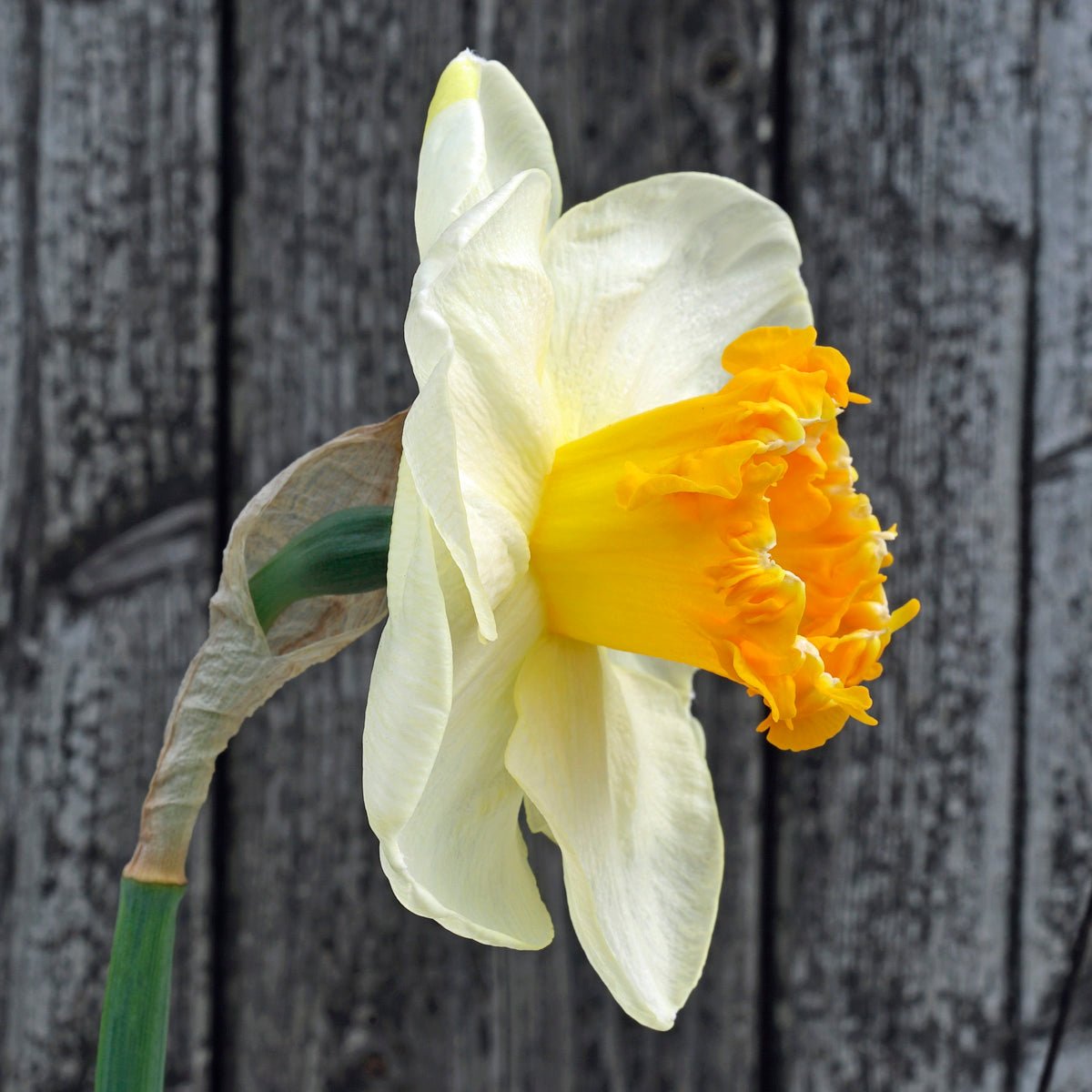 Pretty Prickles - Narcissus - Fluwel