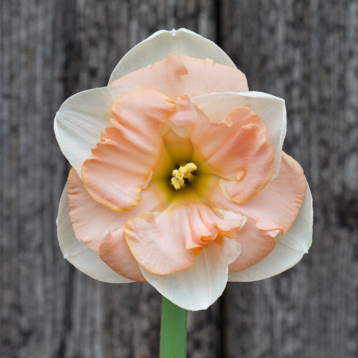 Prom Queen - Special Narcissus - Fluwel