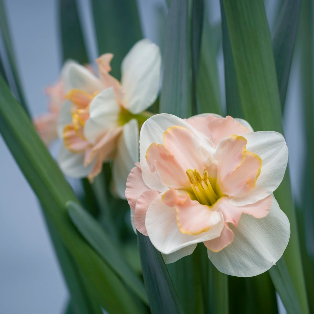 Prom Queen - Special Narcissus - Fluwel