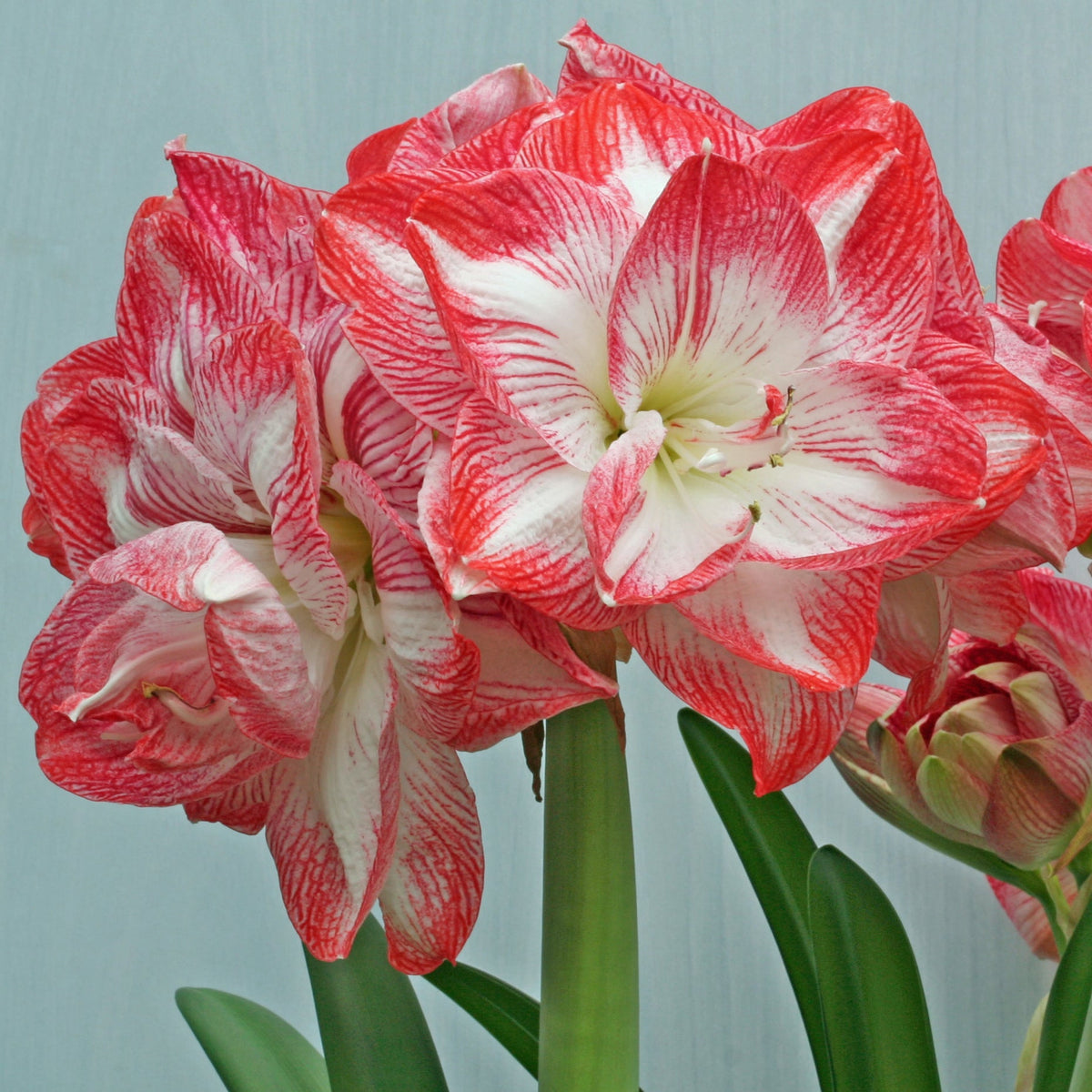 Promise - Special Amaryllis - Fluwel