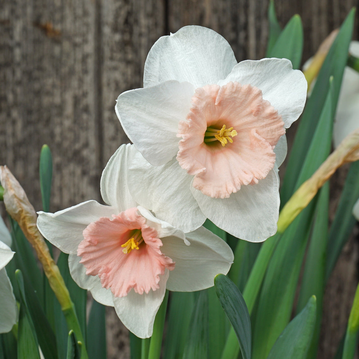 Pumpernikkeli - Large-cupped narcis - Fluwel