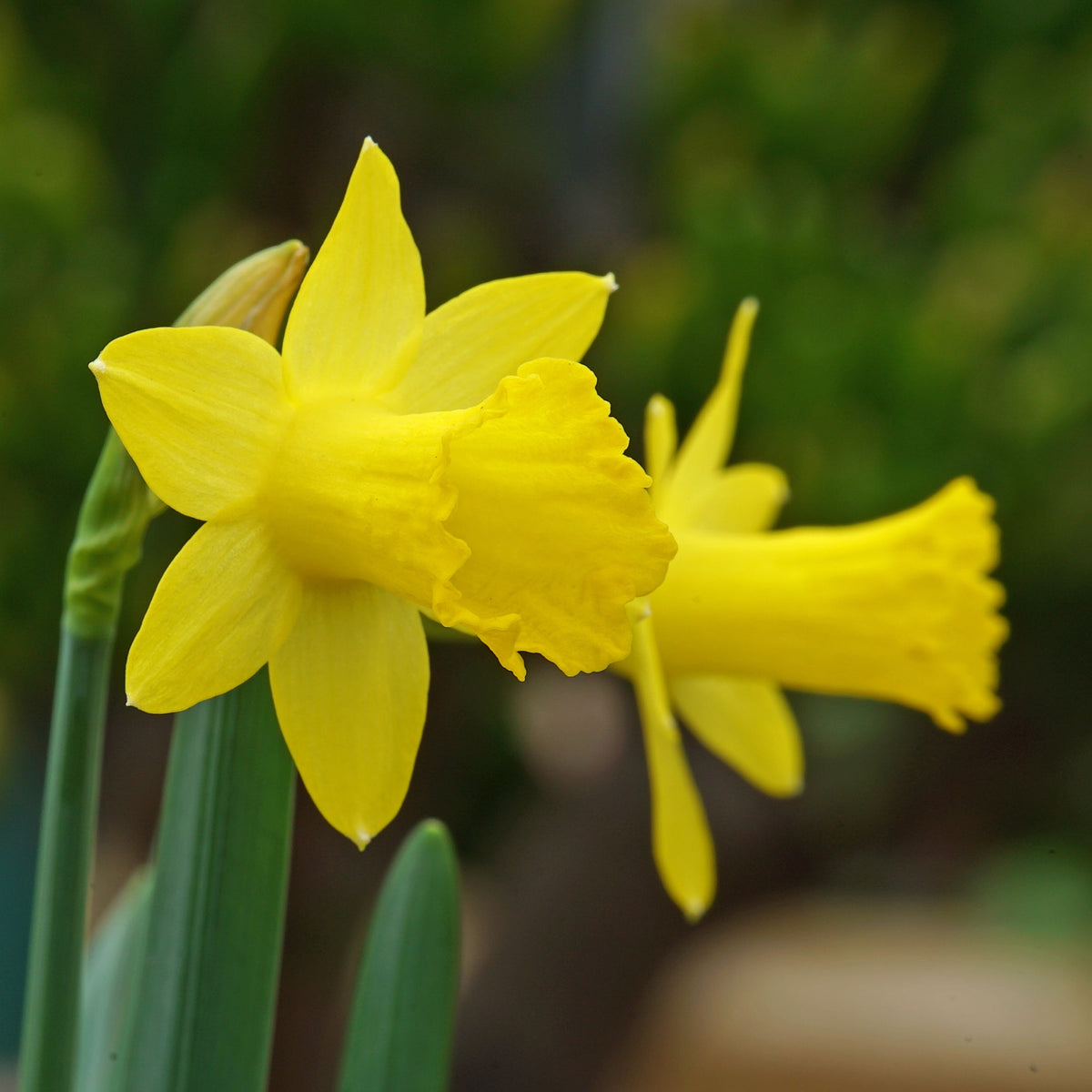 Punk - Special Narcissus - Fluwel