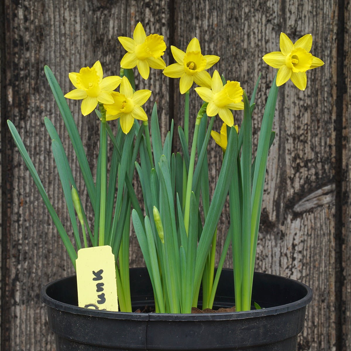 Punk - Special Narcissus - Fluwel