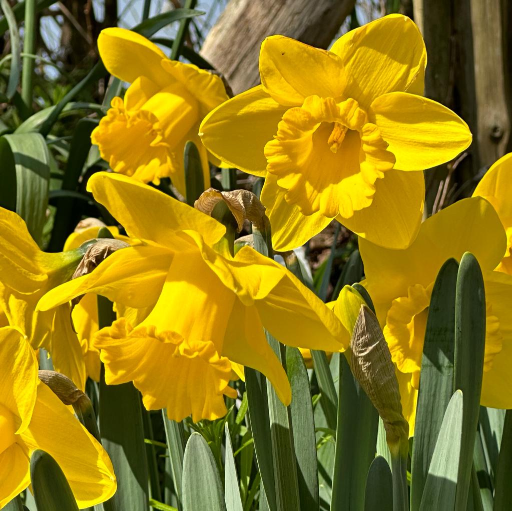 Queen Beatrix - Narcissus - Fluwel