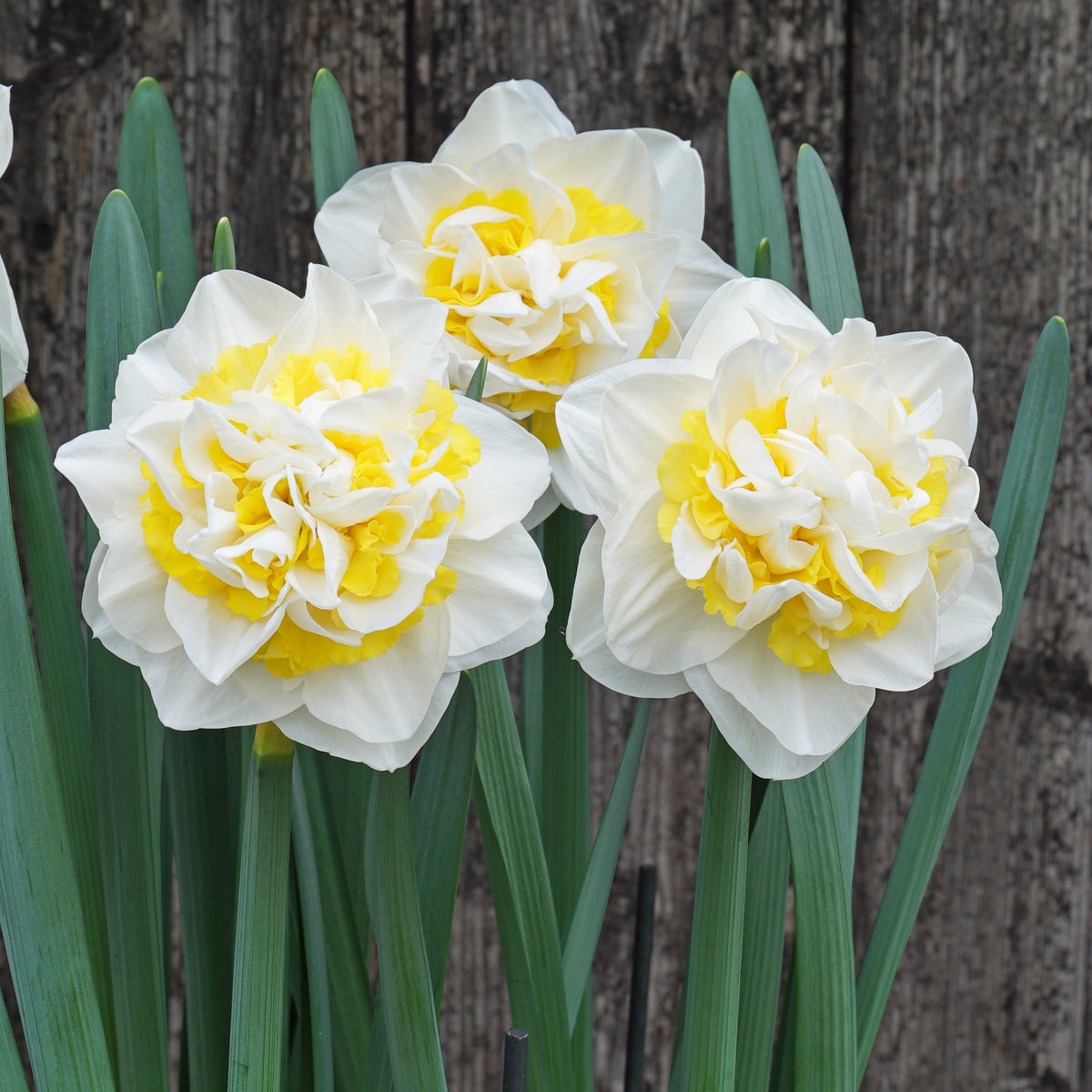 Queen Behaviour - wit-gele Double narcis - Fluwel