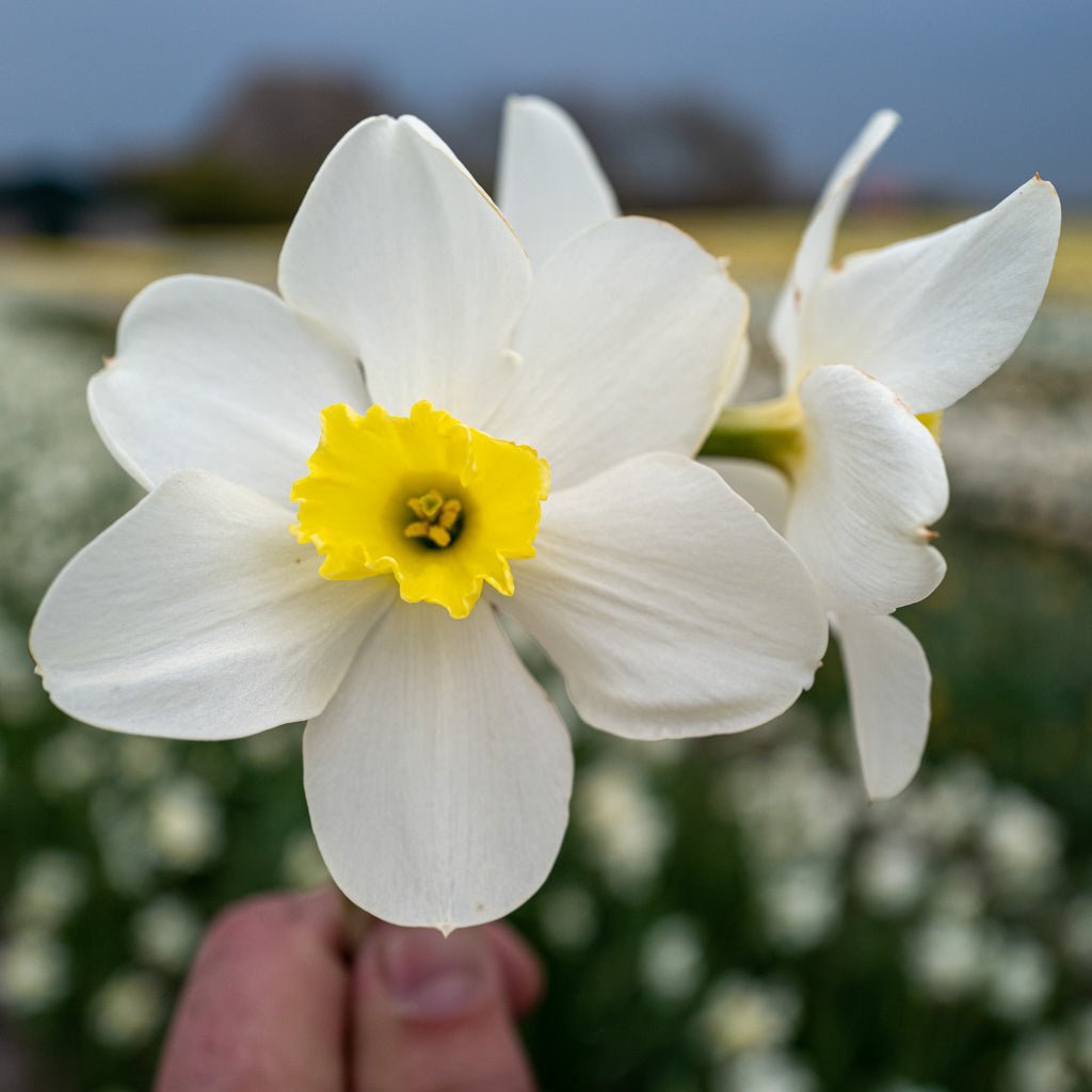 Queen of the North - Narcissus - Fluwel
