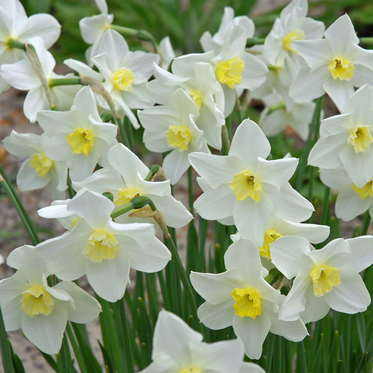 Queen of the North - wit-gele Small-cupped narcis - Fluwel