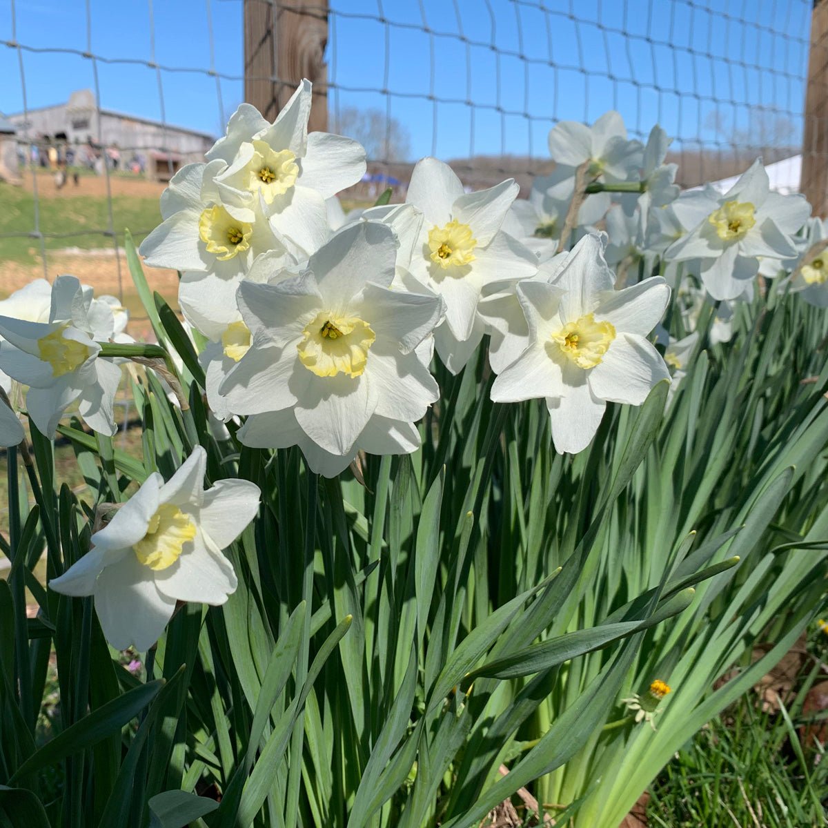 Queen of the North - wit-gele Small-cupped narcis - Fluwel