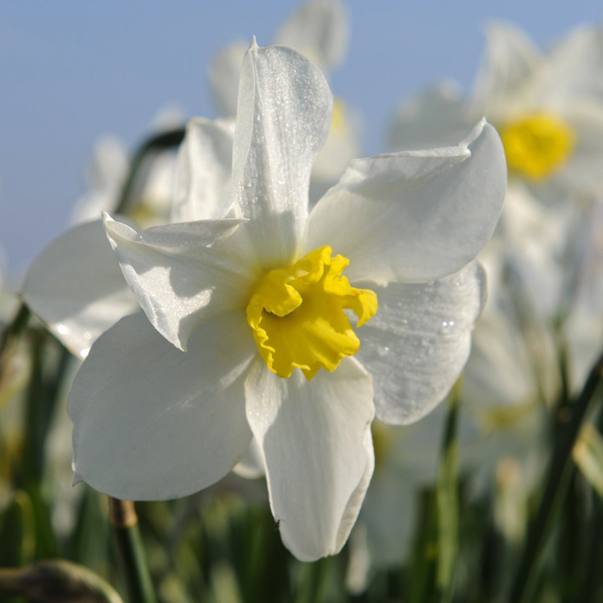 Queen of the North - Narcissus - Fluwel