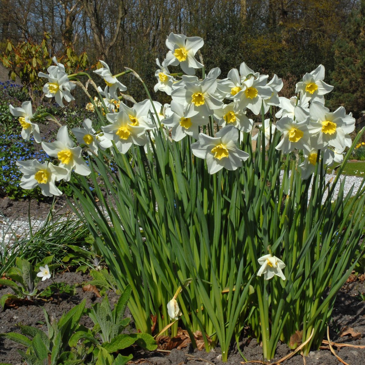 Queen of the North - wit-gele Small-cupped narcis - Fluwel